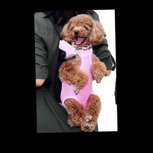 Mesh Pet Carrier BackPack